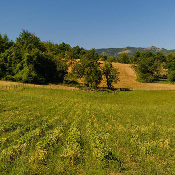 I nostri campi di patate biologiche