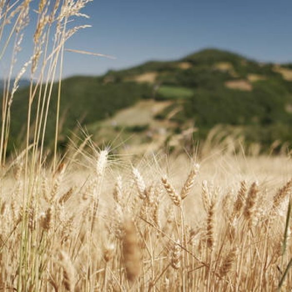 Grano biologico di montagna