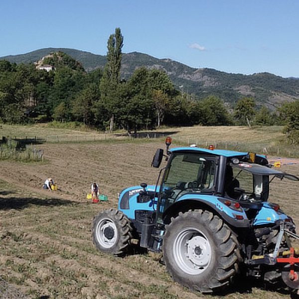 Patate biologiche raccolte a mano