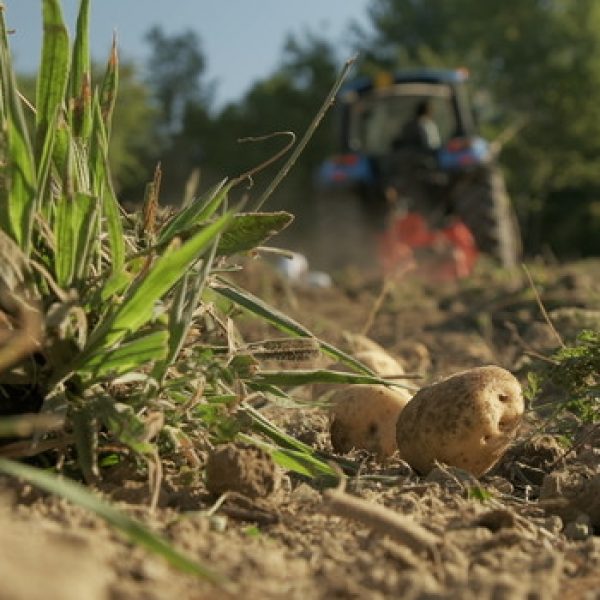 Patate e trattori