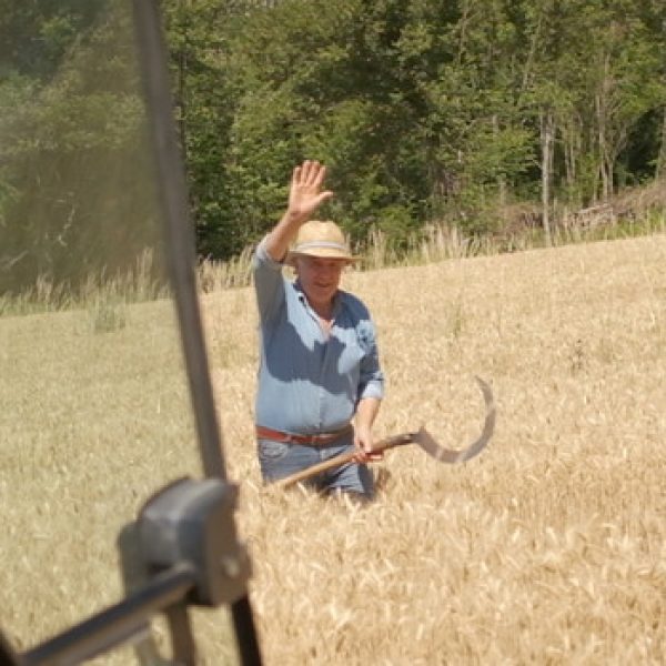 Taglio Grano biologico